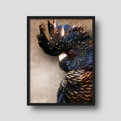 Black Cockatoo Poster Print