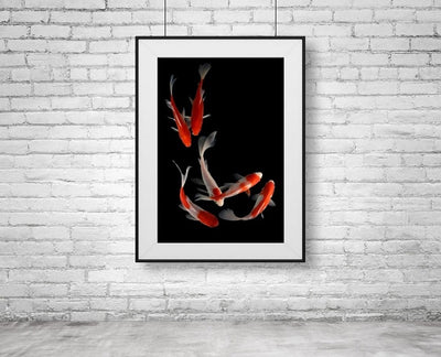 6 Koi Fish on a poster print hanging on a white brick wall