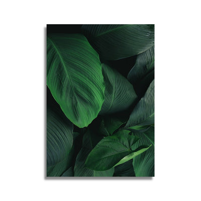 Poster of a dense collection of Large Green Leaves 