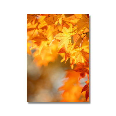 Orange maple leaves