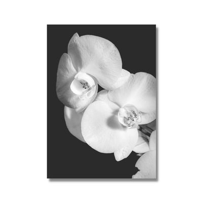 Monochrome orchid