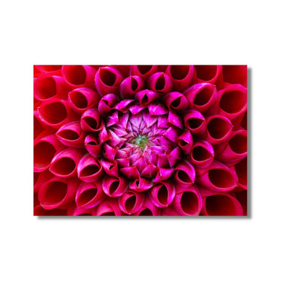 Pink dahlia flower poster print