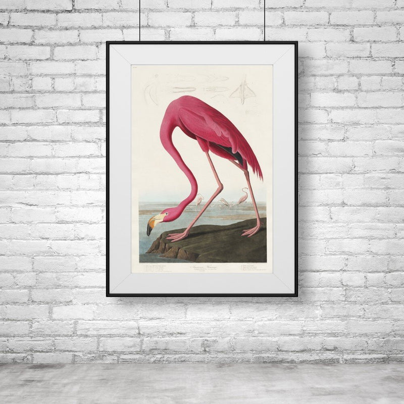 Pink Flamingo Poster Print